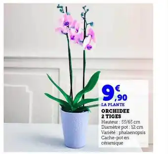 Hyper U Orchidée 2 tiges offre