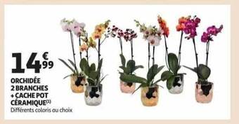 Auchan Orchidée 2 branches + cache pot céramique offre