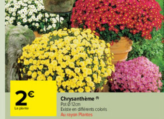 Carrefour Market Chrysanthème offre