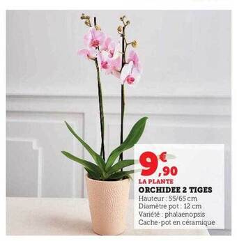U Express Orchidée 2 tiges offre