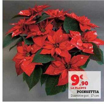 U Express Poinsettia offre
