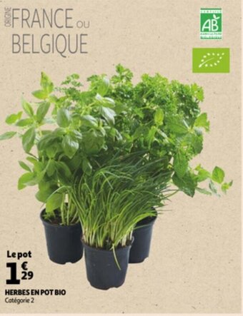 Auchan Herbes en pot bio offre