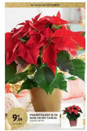 Intermarché Contact Poinsettia pot 15 cm dans un sac cadeau offre
