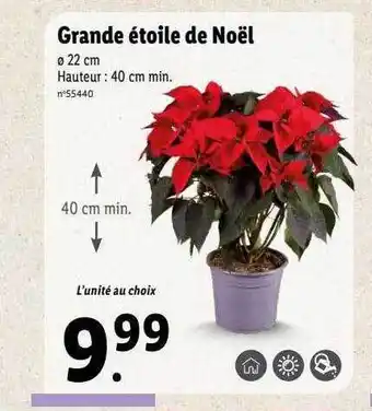 Lidl Grande étoile de noël offre