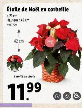 Lidl Étoile de noël en corbeille offre
