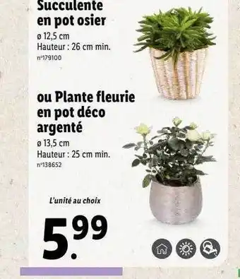 Lidl Succulente en pot osier ou plante fleurie en pot déco argenté offre