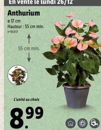 Lidl Anthurium offre