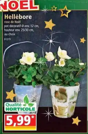 Norma Hellébore rose de noël offre