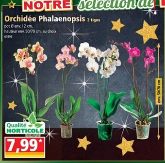Norma Orchidee phalaenopsis offre