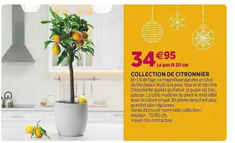 Delbard Collection de citronnier offre