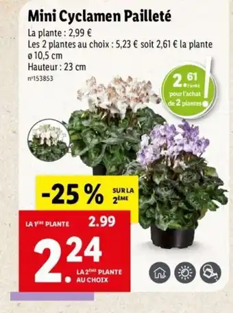 Lidl Mini Cyclamen Paillete offre