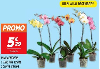 Netto Phalaenopsis 1 tige pot 12 cm offre