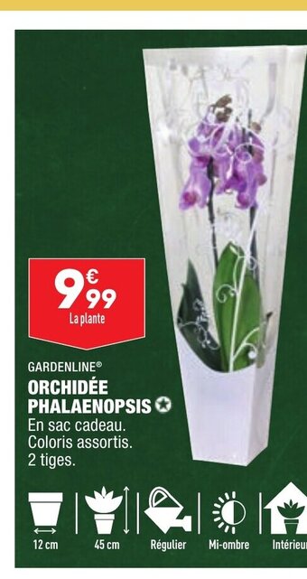 ALDI Orchidee Phalaenopsis offre