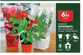 ALDI Anthurium offre