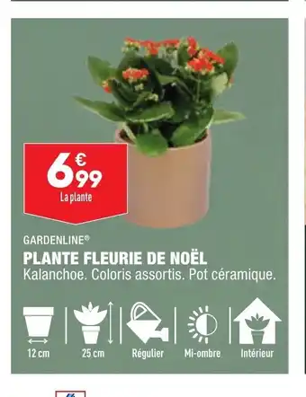 ALDI Plante Fleurie De Noel offre