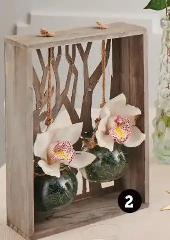 Super U Composition cymbidium offre
