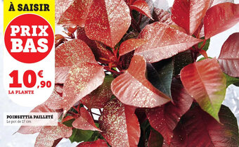 Super U Poinsettia pailleté offre