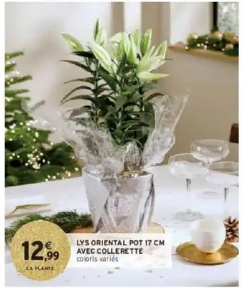 Intermarché Lys oriental pot 17 cm avec collerette offre