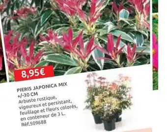 Pieris Japonica Mix