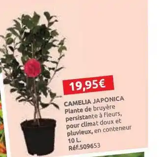 Camelia Japonica
