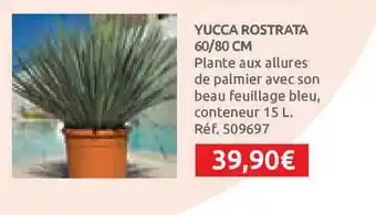 Yucca Rostrata 60-80 Cm