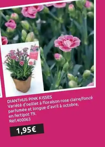 Mr Bricolage Dianthus Pink Kisses offre