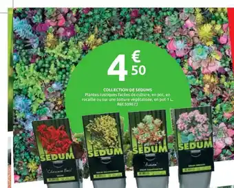 Mr Bricolage Collection De Sedums offre