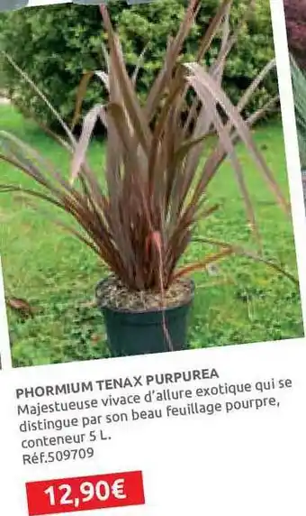 Phormium Tena X Purpurea