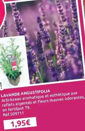 Mr Bricolage Lavande Angustifolia offre