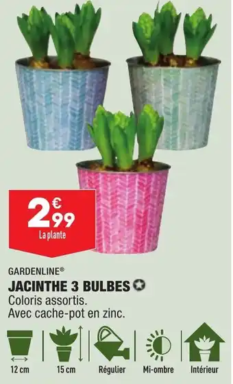 ALDI Jacinthe 3 bulbes offre