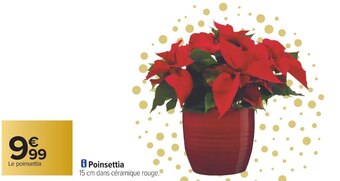 Poinsettia