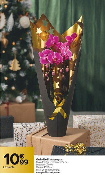 Carrefour Market Orchidée phalaenopsis offre