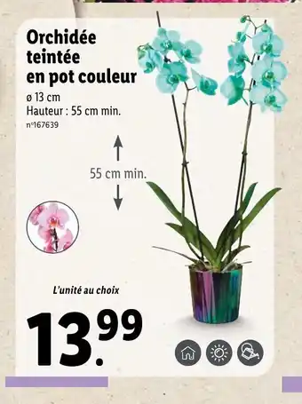 Lidl Orchidee Tentee En Pot Couleur offre