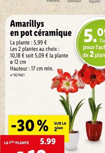 Amarillys En Pot Ceramique