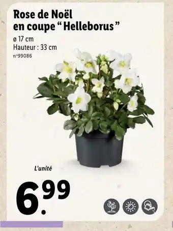 Lidl Rose De Noel En Coupe "Helle borus" offre
