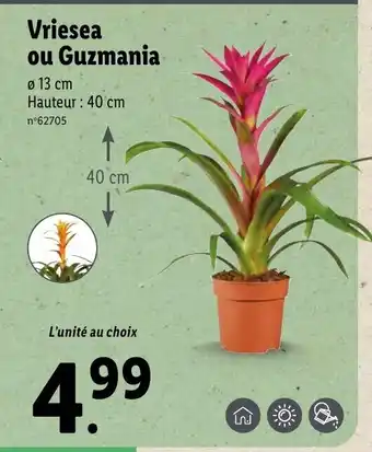 Lidl Vriesea Ou Guzmania offre