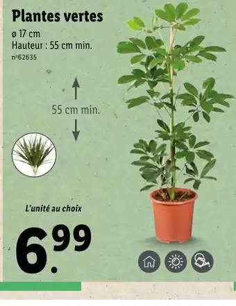 Plantes Vertes