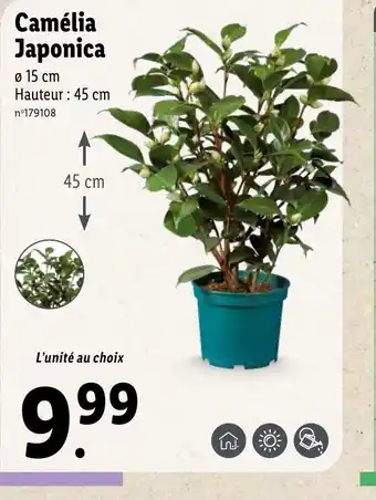 Lidl Camelia Japonica offre