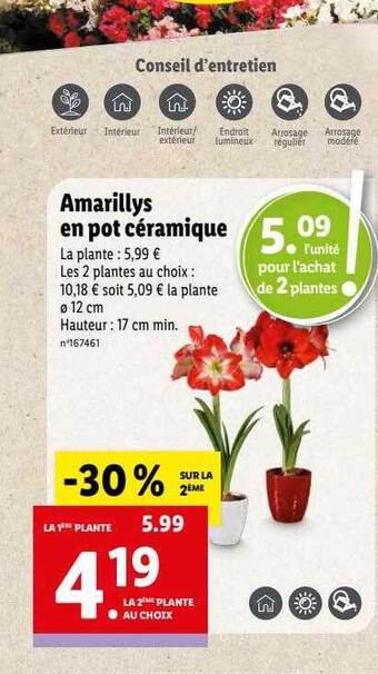 Lidl Amarillys en pot céramique offre