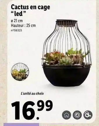 Cactus en cage