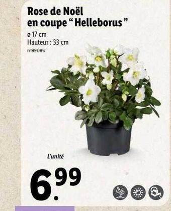 Lidl Rose de noël en coupe offre