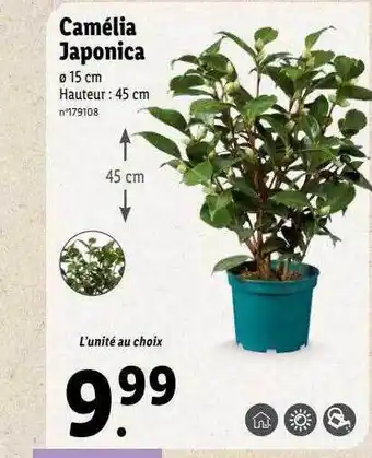 Lidl Camélia japonica offre