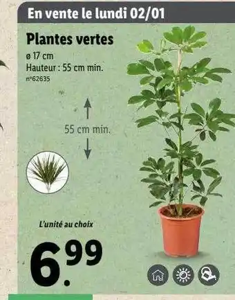 Lidl Plantes vertes offre