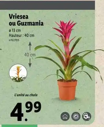 Lidl Vriesea ou guzmania offre