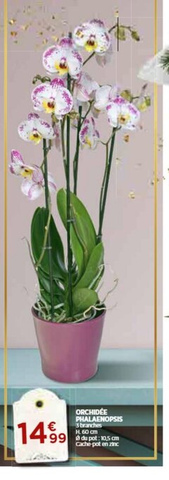 Bi1 Orchidee Phalaenopsis offre