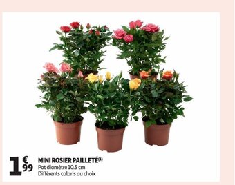 Auchan Mini Rosier Paillete offre