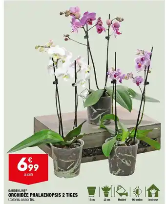Orchidee Phalaenopsis 2 Tiges