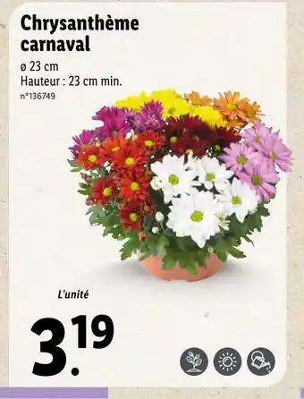Lidl Chrysanthème carnaval offre