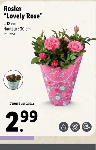 Lidl Rosier "lovely rose" offre