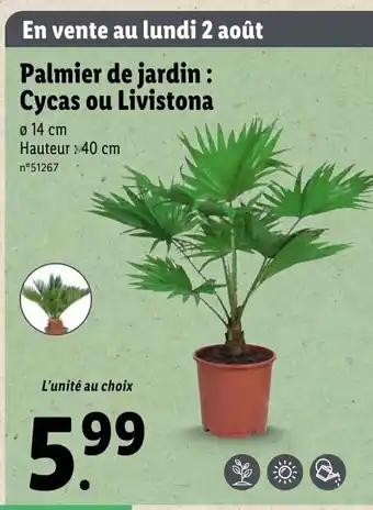 Palmier de jardin : cycas ou livistona
